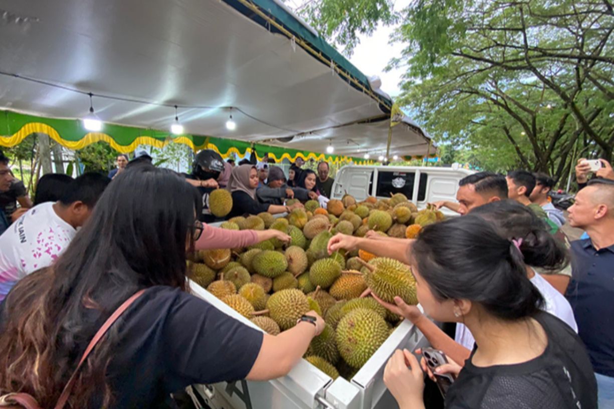 War Durian Jemongko di Pontianak, 800 Buah Ludes dalam 1 Jam