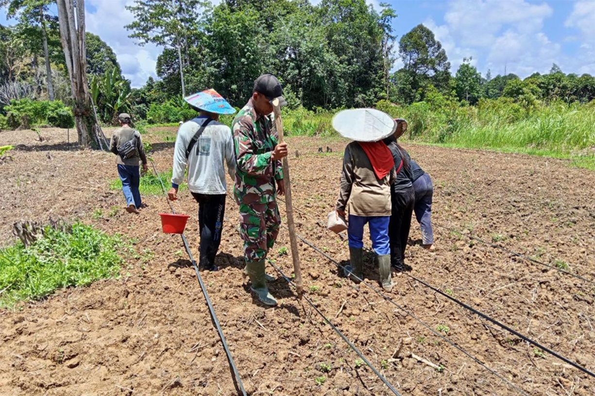 Manunggal bersama Rakyat, Babinsa Koramil Embaloh Hulu Bantu Tanam Jagung di Ladang Warga