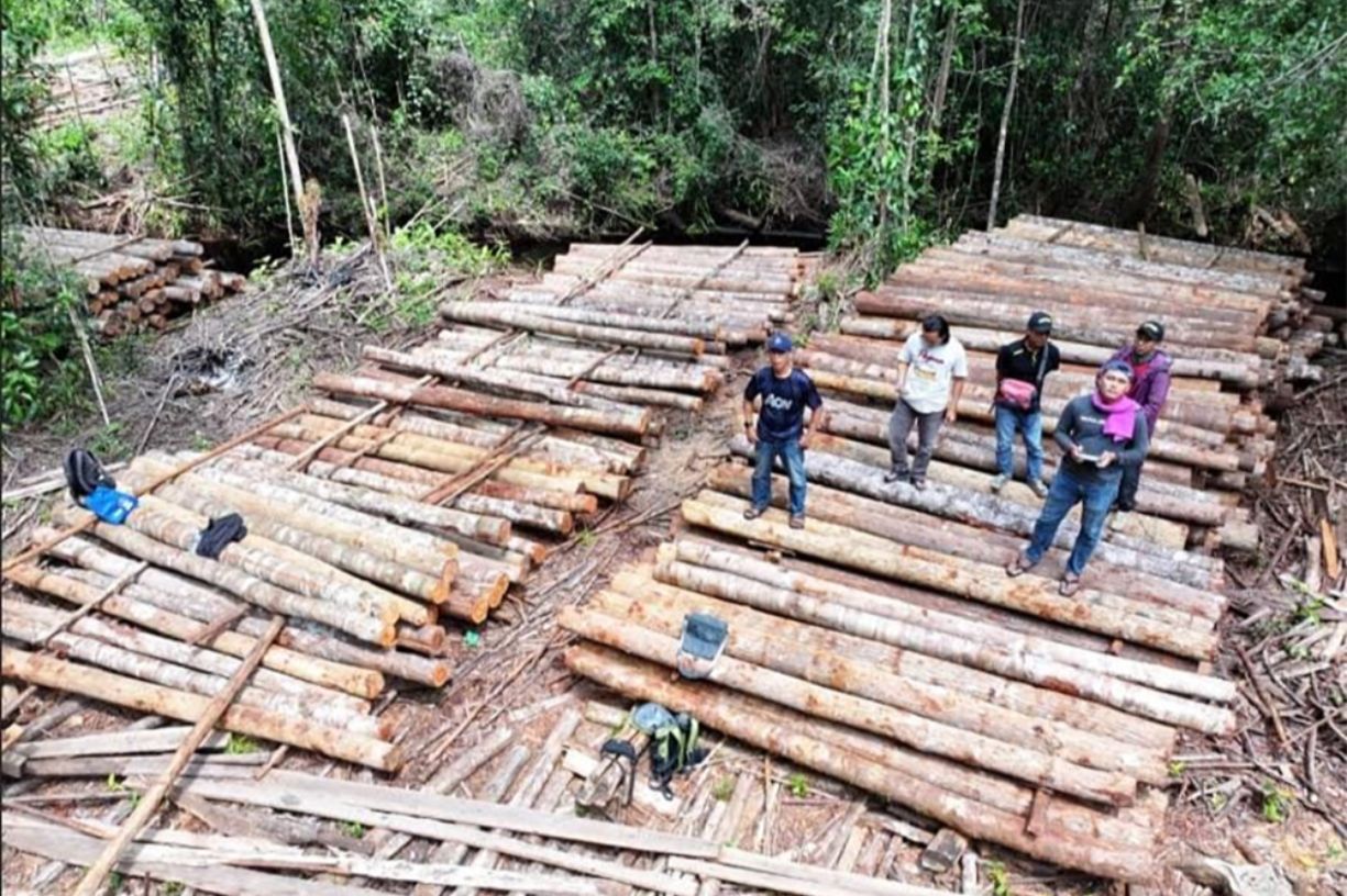 Gakkum Kehutanan bongkar illegal logging di Ketapang, lebih dari 1.500 batang kayu ilegal diamankan di kawasan hutan produksi (Foto: Adi LC/KALBARONLINE.com)