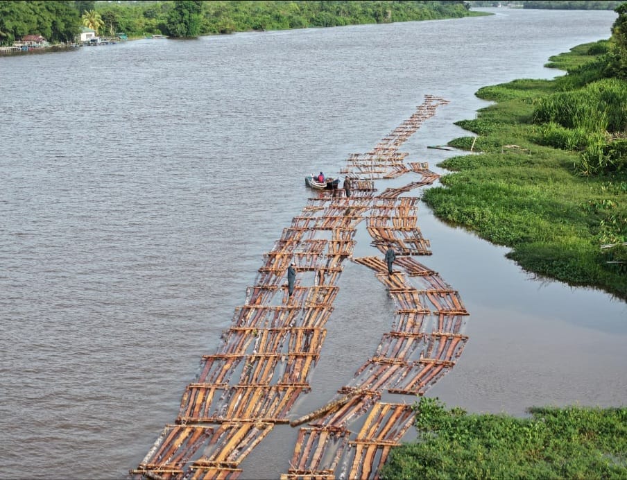 Gakkum Kehutanan Gagalkan Peredaran Kayu Ilegal di Ketapang, Ratusan Batang Kayu Diamankan