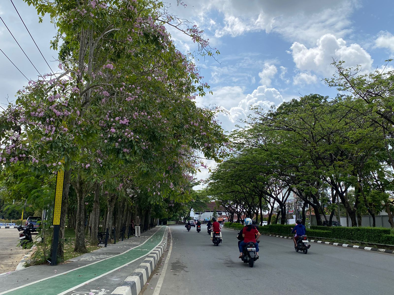Pontianak "Rasa" Jepang, Bunga-Bunga Tabebuya Mulai Bermekaran di Jalan