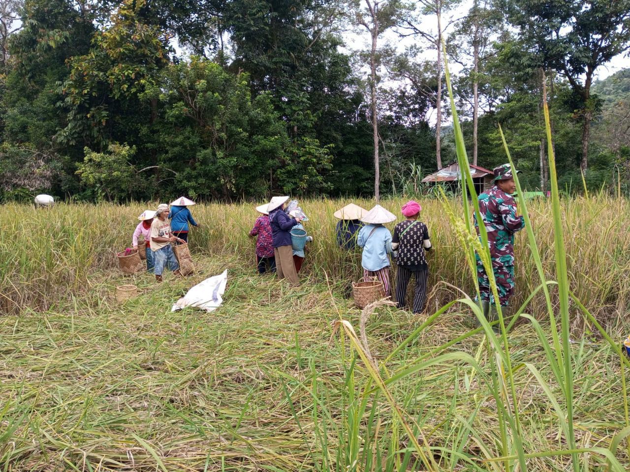 Babinsa Koramil Bunut Hilir Panen Padi bersama Poktan Buluh Permata Bunda Desa Nanga Sangan