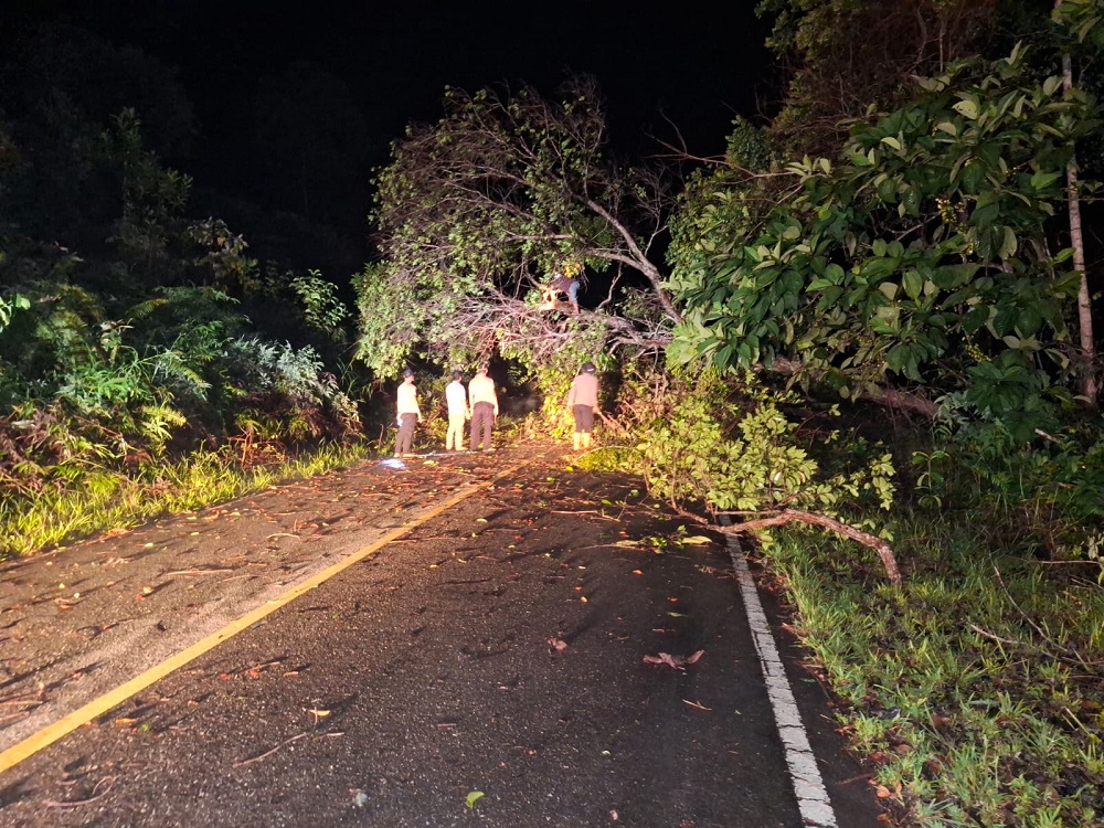 Pohon Tumbang Tutup Jalan Lintas Utara, Polisi dan Warga di Embaloh Hulu Bergerak Cepat Buka Akses
