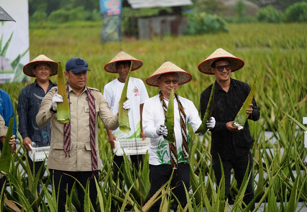 Wamentan Panen Lidah Buaya di Pontianak Utara, Edi Komitmen Pertahankan Sentra Hortikultura