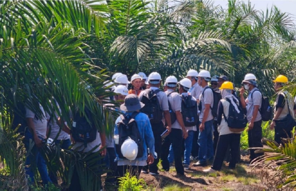 BPDP dan Ditjenbun Latih 180 Petani Sawit Kalbar, Perkuat Budidaya hingga Penerapan ISPO