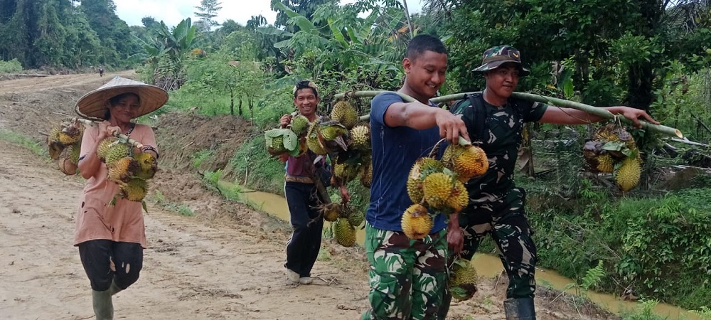 Satgas TMMD Bantu Warga Panen Durian, Wujud Kemanunggalan TNI dan Rakyat di Kapuas Hulu