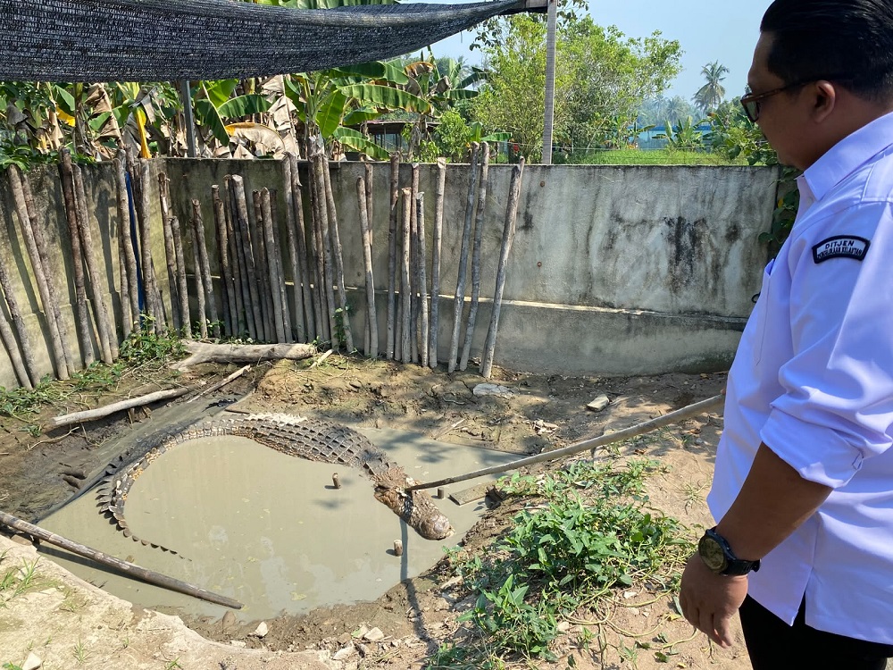 13 Buaya Hasil Konflik Ditampung di Pontianak, KKP Siapkan Skema Pemanfaatan
