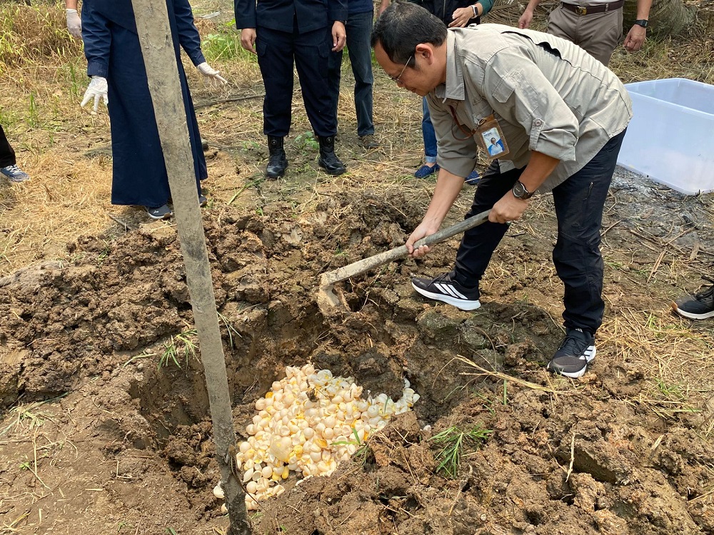 Tak Bisa Diselamatkan, Ribuan Telur Penyu Terpaksa Dimusnahkan