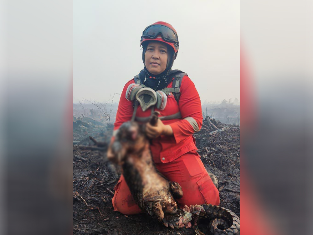 Trenggiling Kembali Jadi Korban Karhutla, Ditemukan Mati Saat Pemadaman di Ketapang