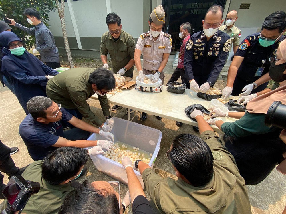 Tak Bisa Diselamatkan, Ribuan Telur Penyu Terpaksa Dimusnahkan, Ini Alasannya