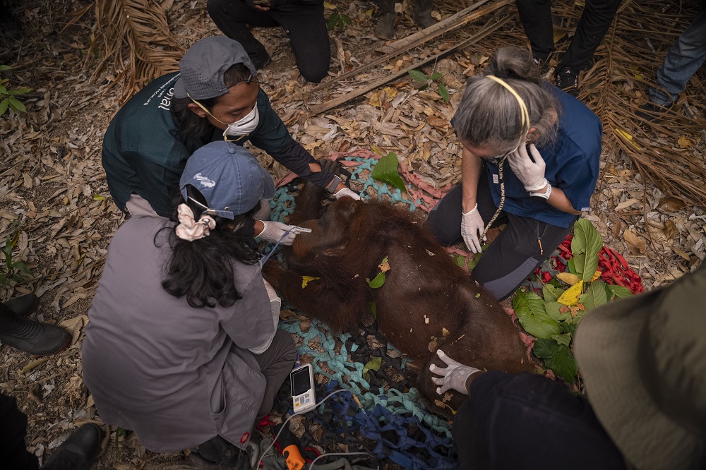 Empat Tahun Dilepasliarkan, Orang Utan Kumbang Kembali Ditemukan di Tengah Karhutla Kayong Utara