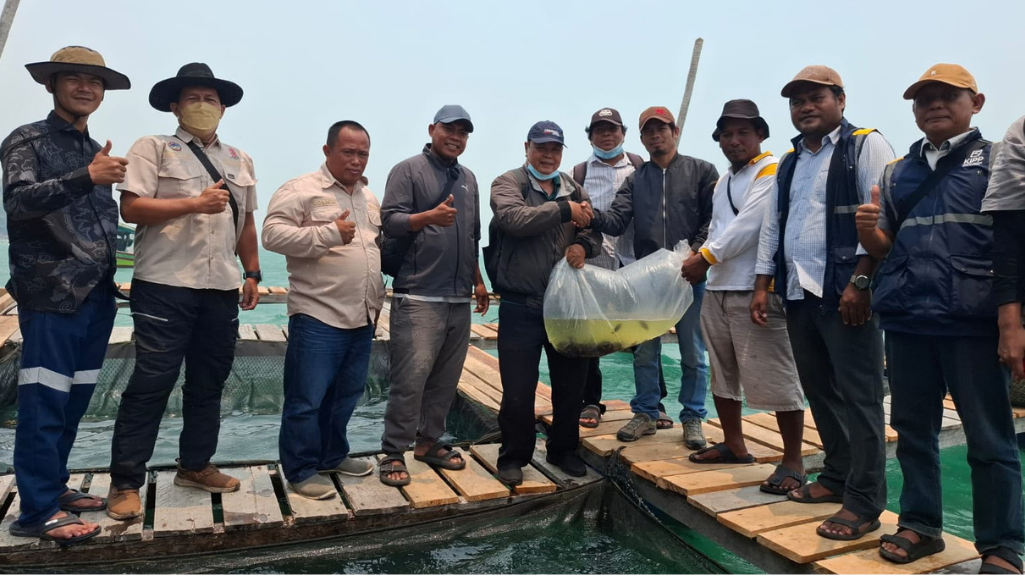 DKP Kalbar dan KIPP Tebar 5.000 Bibit Kerapu untuk Dorong Ekonomi Nelayan Pelapis