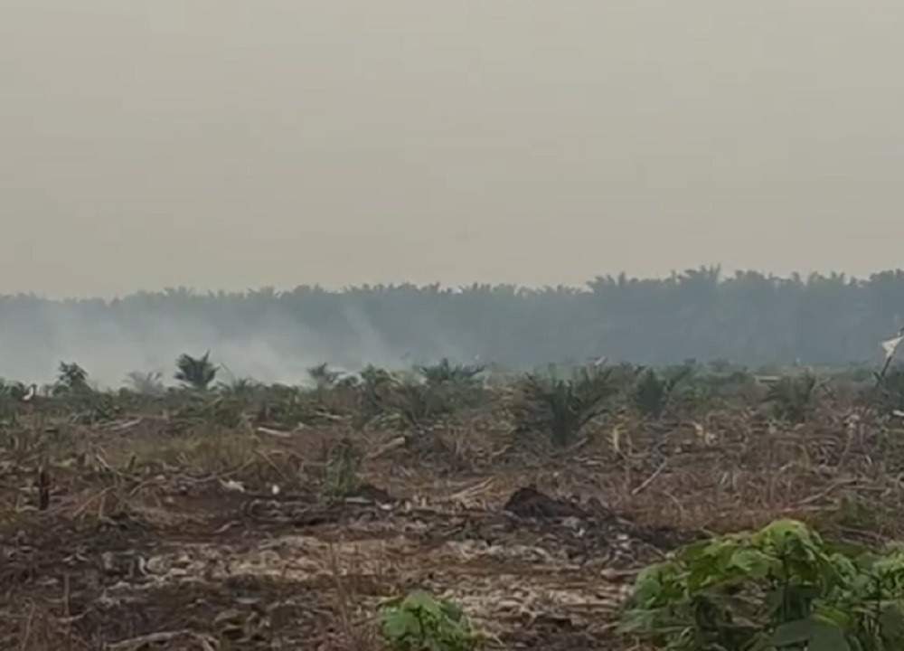 Diduga Lalai Tangani Karhutla, Api Merambat ke Konsesi Sawit PT Jalin Vaneo di Simpang Hilir