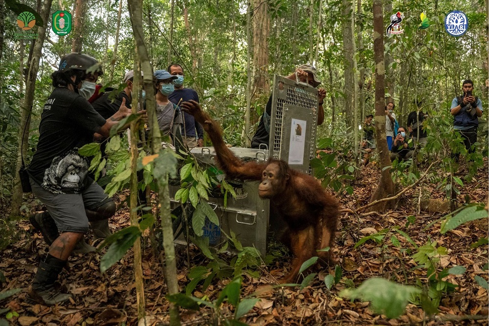 Tempuh 9 Jam Perjalanan, 8 Orangutan Korban Karhutla di Kalbar Dipindahkan ke Hutan Lindung Batu Nyambu